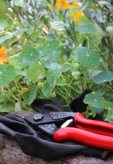 Introduction to Gardening 2 Day Workshop