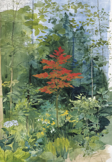 Japanese Maple Leaf Watercolour Workshop