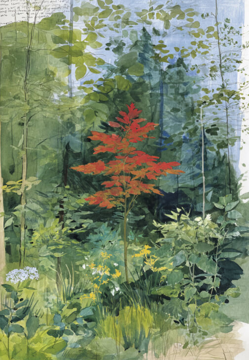 Japanese Maple Leaf Watercolour Workshop