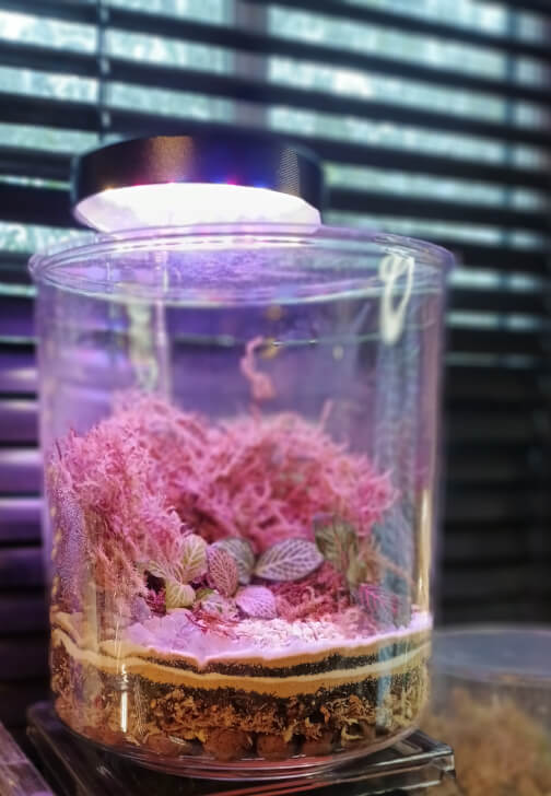 Ultimate Luxury Pick and Mix Terrarium Creation Workshop