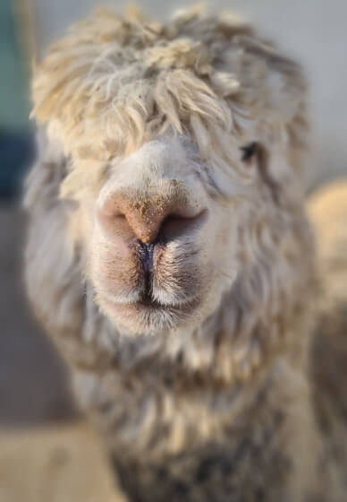 Art and Alpaca Experience