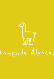 Art and Alpaca Experience