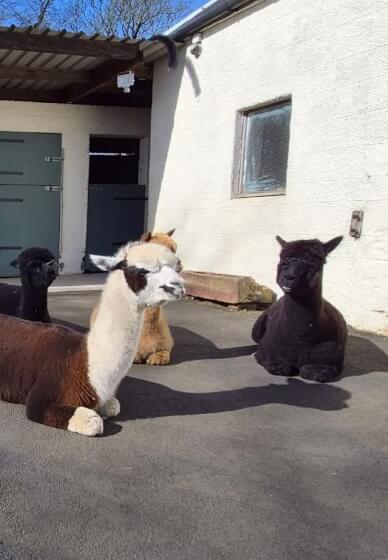 Art and Alpaca Experience