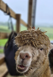 Art and Alpaca Experience