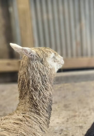 Art and Alpaca Experience