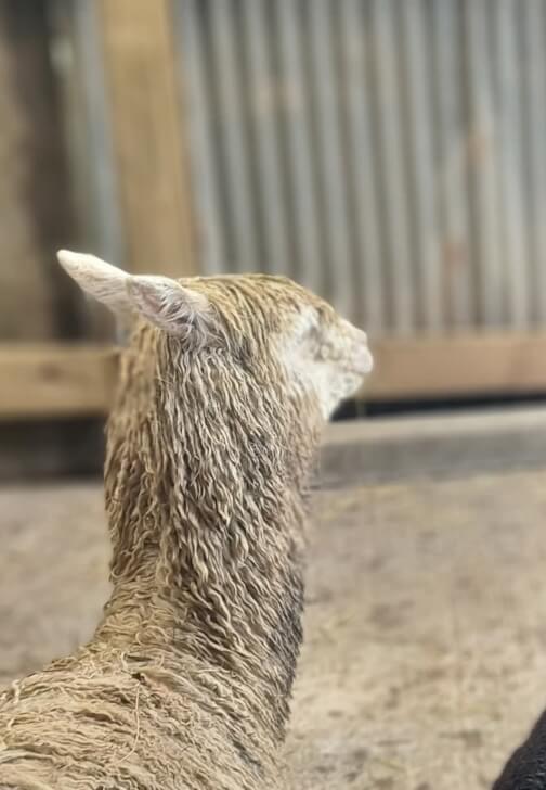 Art and Alpaca Experience