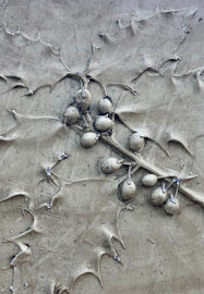 Bas-Relief Botanical Casting Workshop in Lechlade