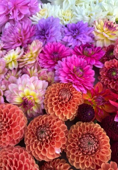 Dazzling Dahlias Workshop