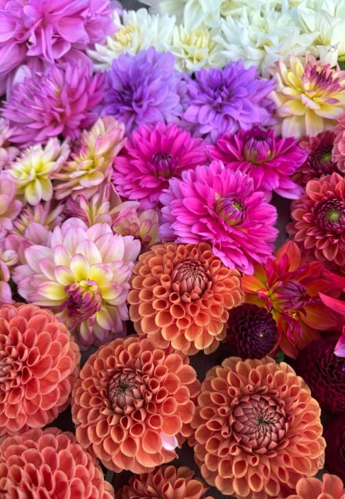 Dazzling Dahlias Workshop
