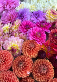 Dazzling Dahlias Workshop