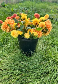 Dazzling Dahlias Workshop