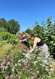 Dazzling Dahlias Workshop