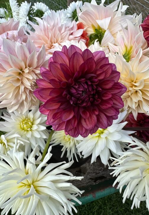Dazzling Dahlias Workshop