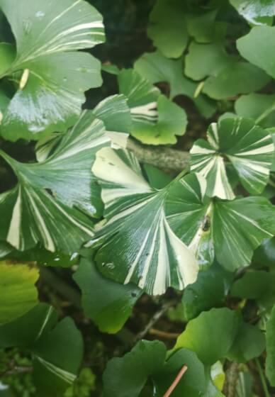 Gardening Workshop: Planning Garden Borders