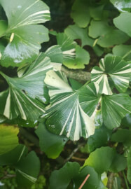 Gardening Workshop: Planning Garden Borders