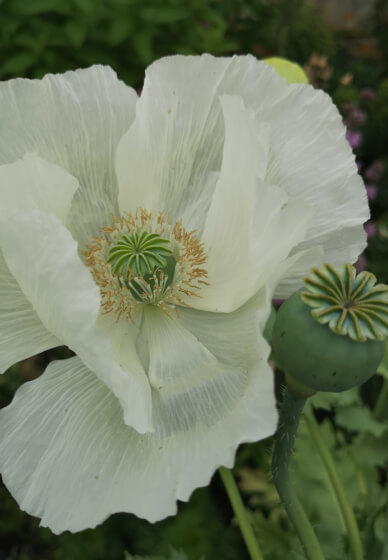 Gardening Workshop: Planning Garden Borders