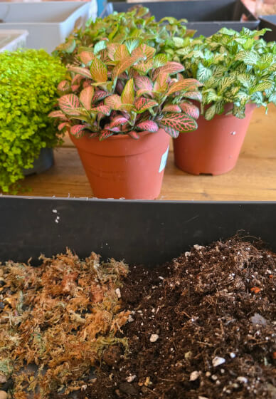 Hen Do Terrarium Workshop
