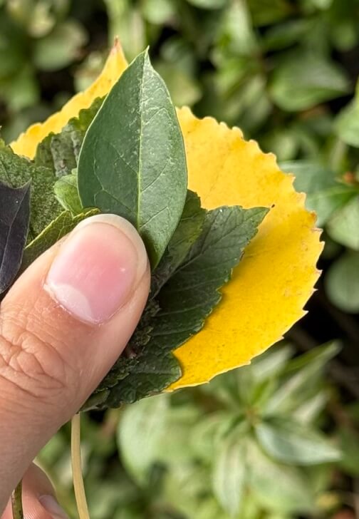 Leaf Art Postcards Making Workshop