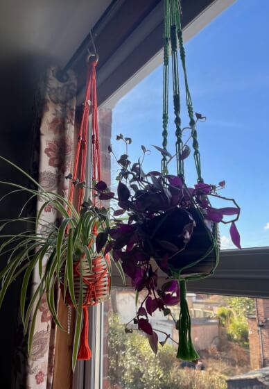Tree of Life Macrame Workshop
