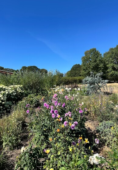 Pick-Your-Own Flowers Experience