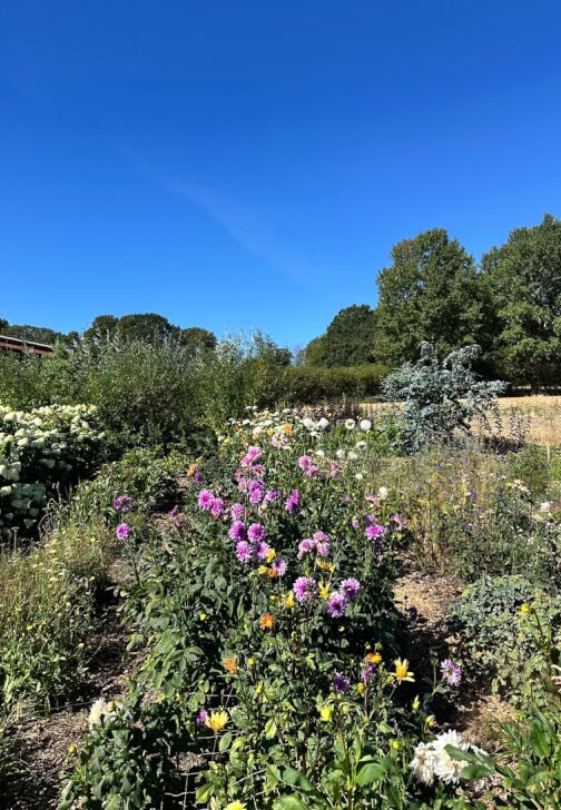 Pick-Your-Own Flowers Experience