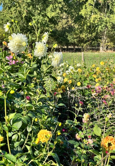 Pick-Your-Own Flowers Experience
