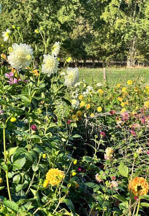 Experiences experience in Dormansland with The Meadow Flower Co