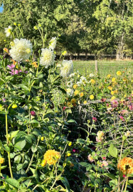 Pick-Your-Own Flowers Experience