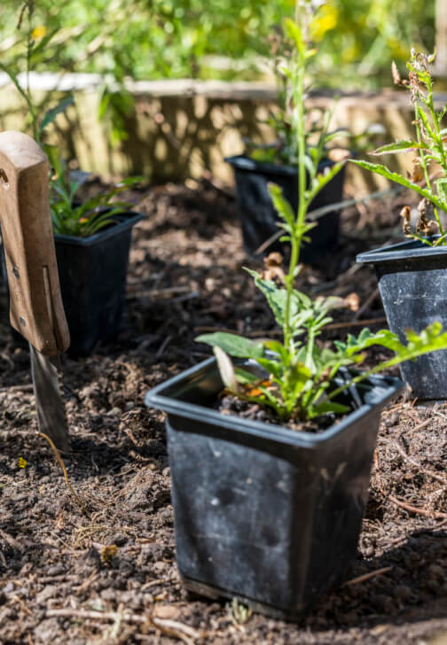 Planning a Natural Dye Garden at Home