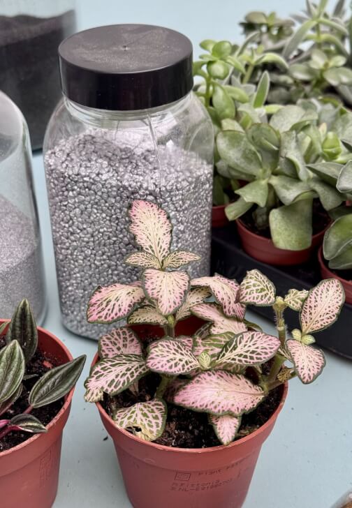 Photo from a terrarium class in Lewes