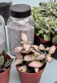 Private Kids Terrarium Party