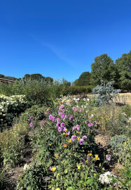 Sustainable Cut-Flower Gardening Workshop