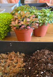 Terrarium Workshop