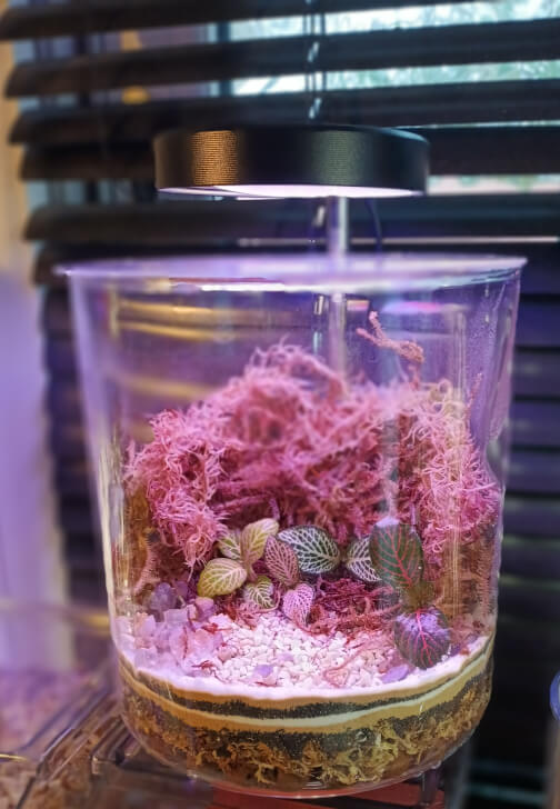 Terrarium class in Rushden, East Midlands