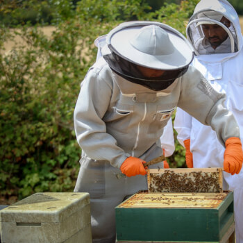 Bramble Farm Bees