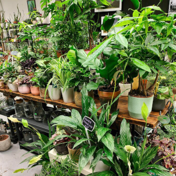 Leafy House Indoor Plants