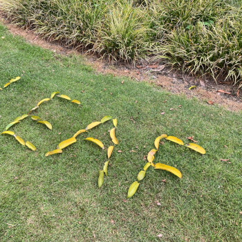 Musical Leaf