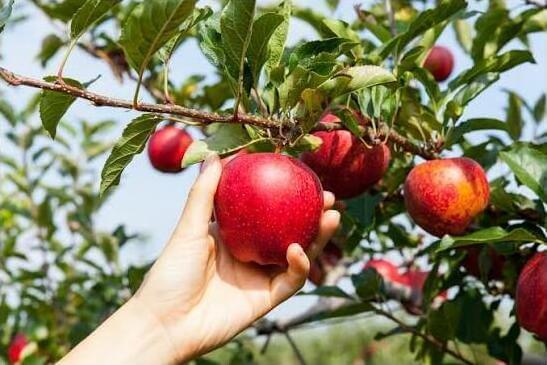 Foraging Fridays: A Seasonal Creative Open-Workshop review by Arthur Spain - London