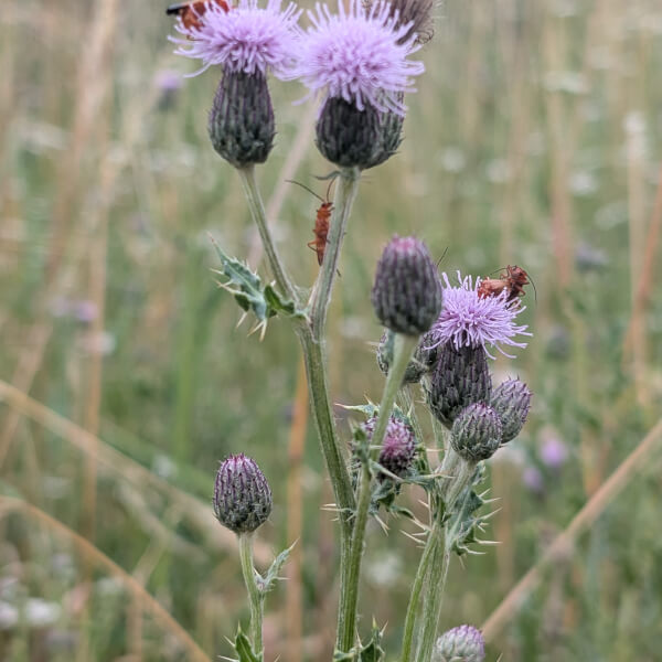 Nature Journaling Workshop review by Muriel - Leicester
